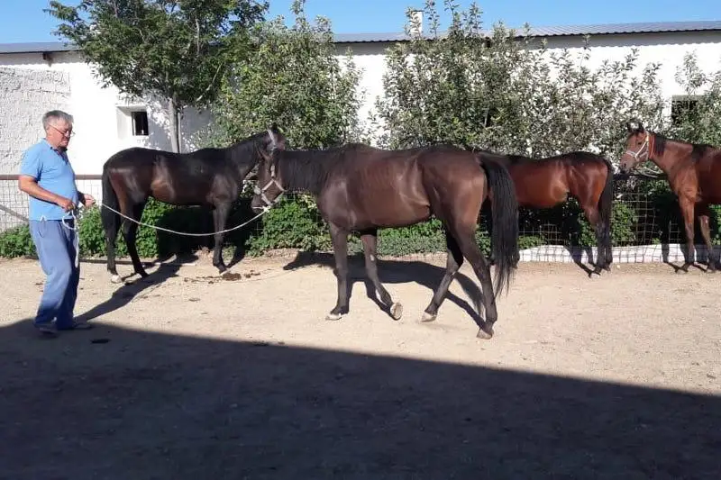 Коневодство развивается в Мунайлинском районе Мангистауской области