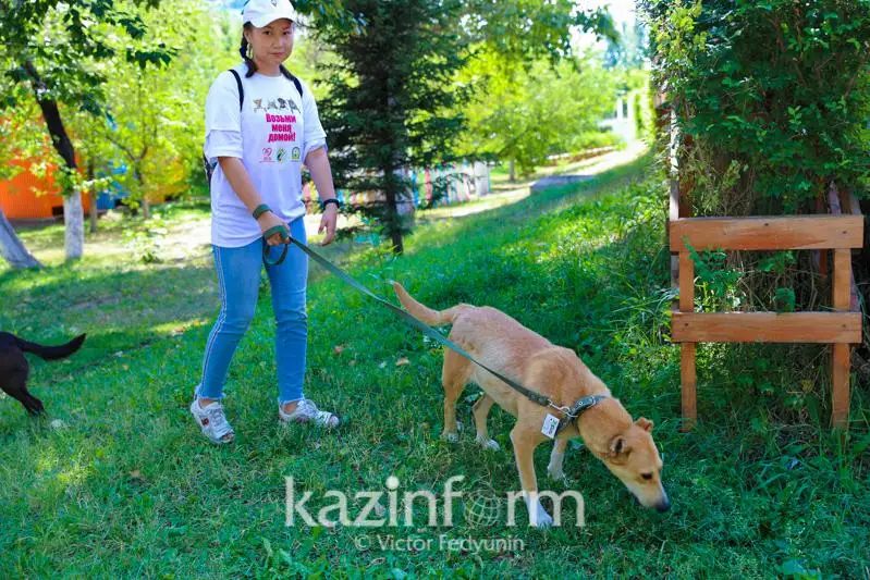 За нарушения правил выгула кошек и собак штрафуют жителей СКО