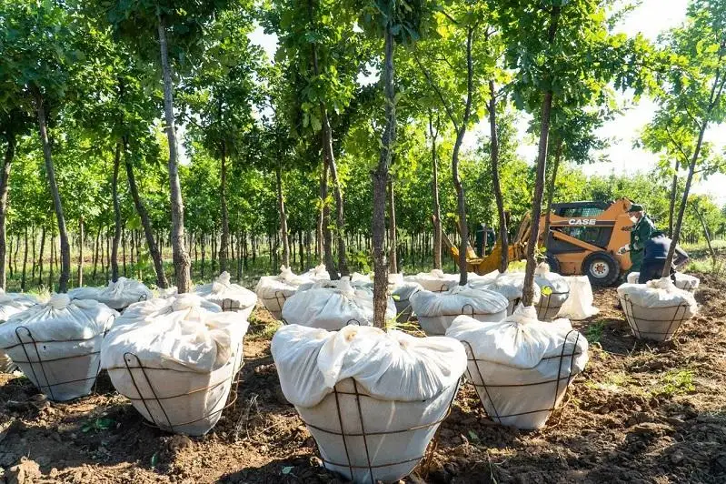 Вдвое увеличили компенсационную посадку при вырубке деревьев в Нур-Султане
