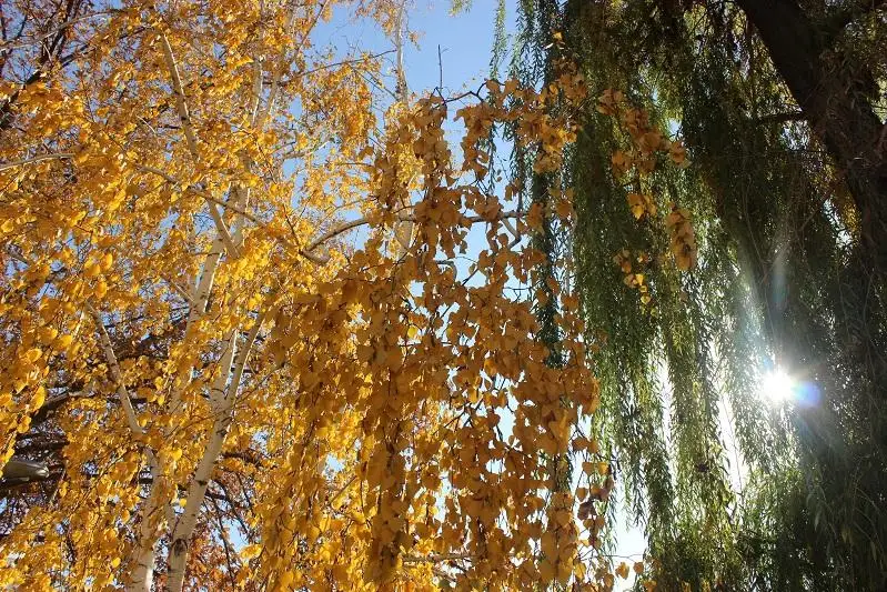 Бабье лето в разгаре - Жамбылская область