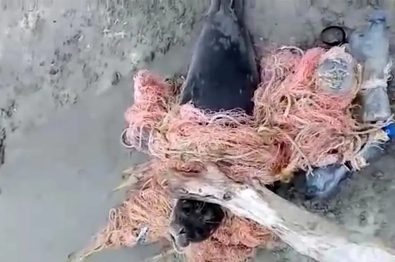 Попавшего в сети тюленя спасли в Мангистауской области