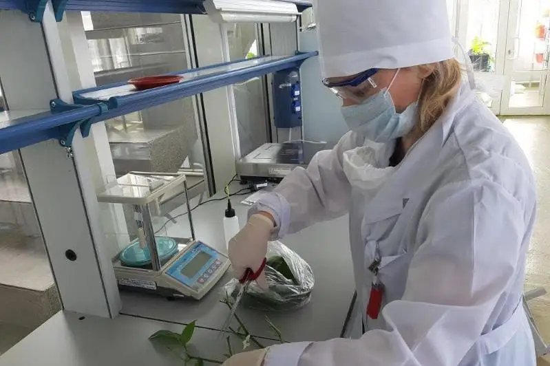 Эксперименты над растениями проводят на бывшем Семипалатинском ядерном  полигоне