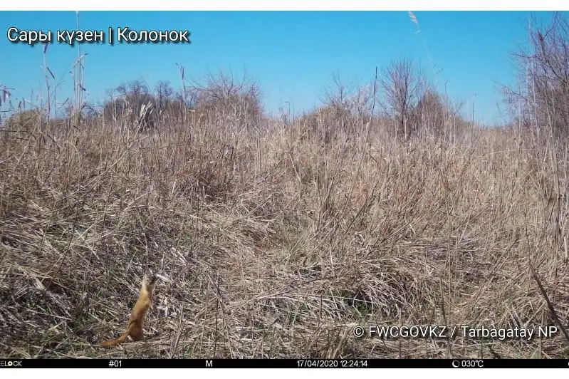 В Тарбагатайском нацпарке обнаружены новые виды животных