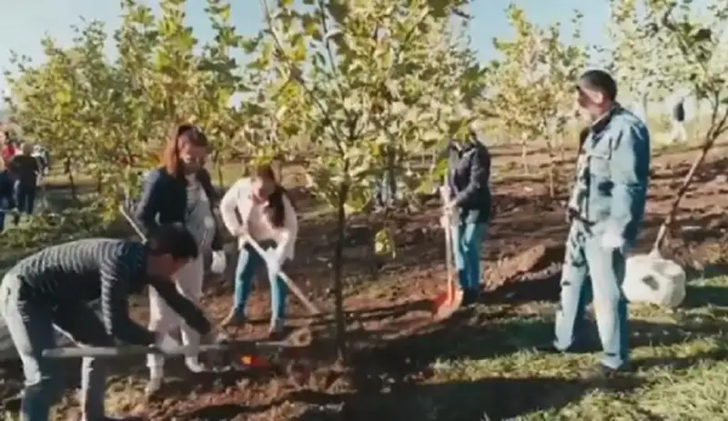 Новые деревья в рамках проекта по озеленению высадили в Алматы