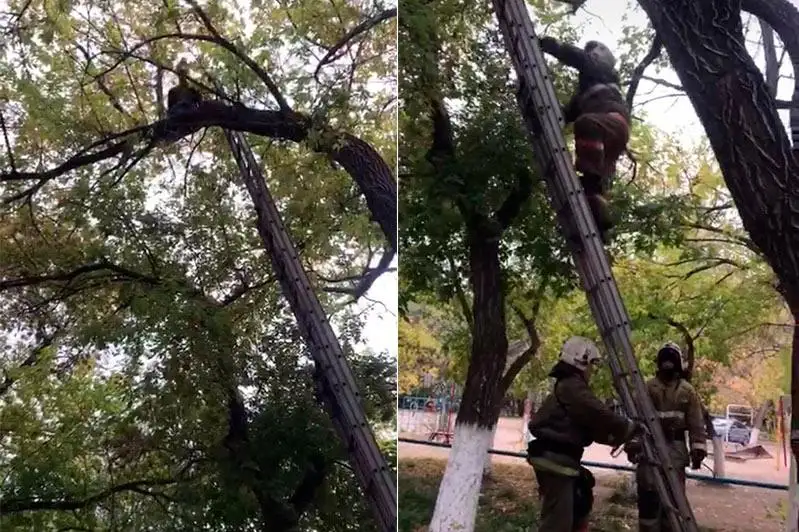Подросток застрял на дереве на высоте четвёртого этажа в Караганде