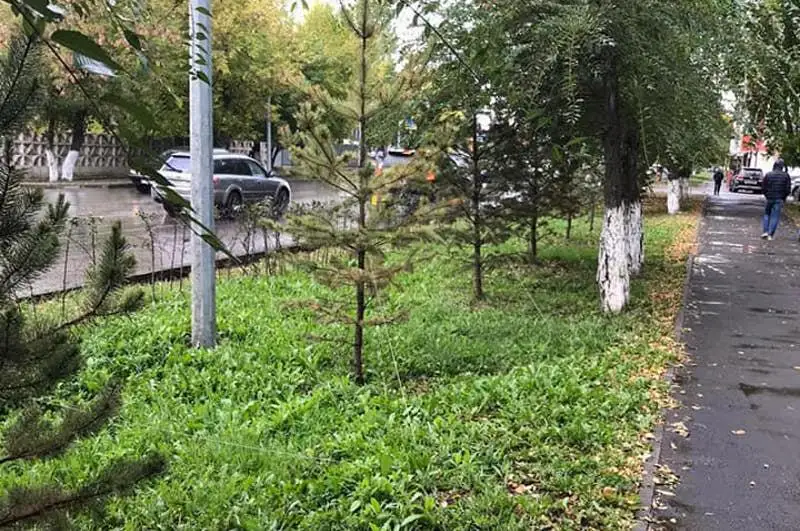 70 елей «потеряли» общественники в Петропавловске