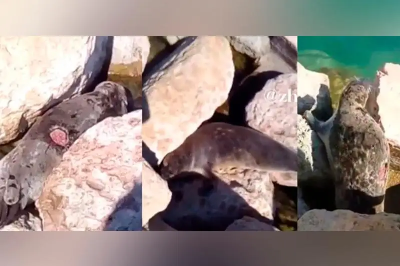 Создана «горячая линия» по раненым тюленям на Каспии - Минэкологии