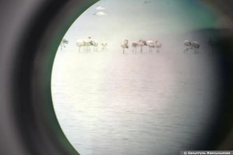 Школьники Актау подсчитали птиц на озере Караколь