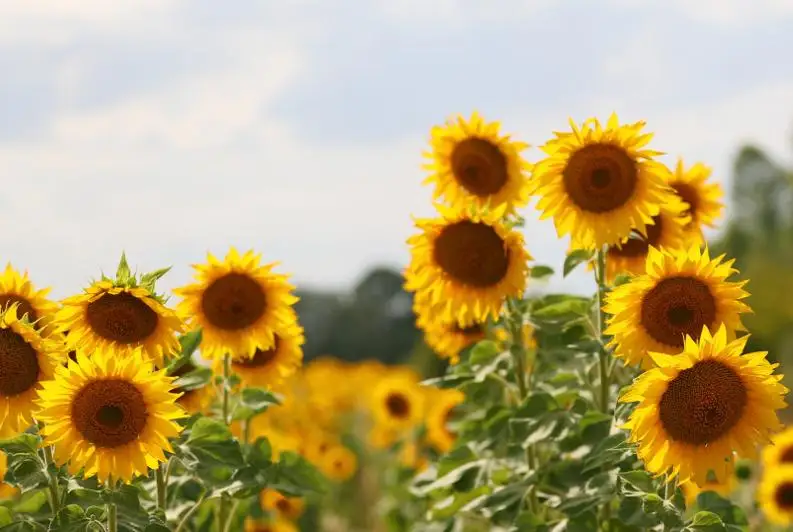 Крупные проекты по переработке масличных культур реализуют в ВКО