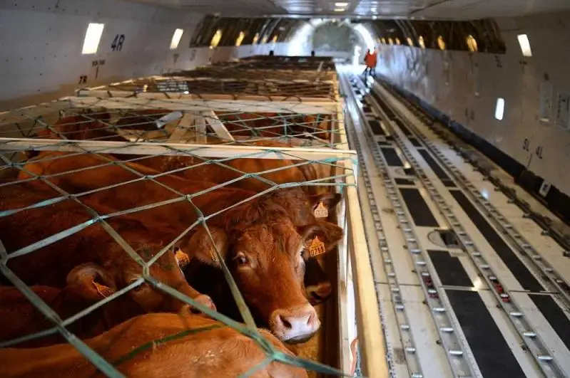 Даурен Абаев о запрете на экспорт живого скота: Это вынужденное решение