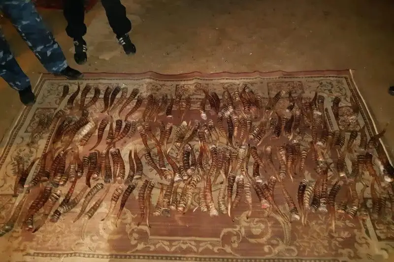 Сотни рогов сайги изъяли в Актюбинской области