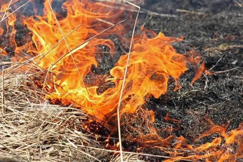 Пожар на пшеничном поле тушили в Северном Казахстане