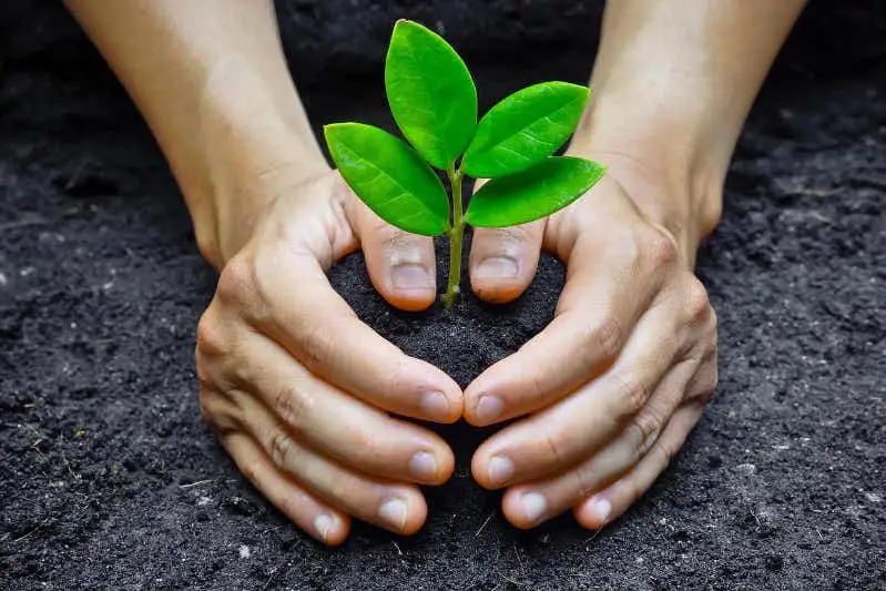 Закон «Об особом статусе Алматы»: Как теперь будут сажать деревья