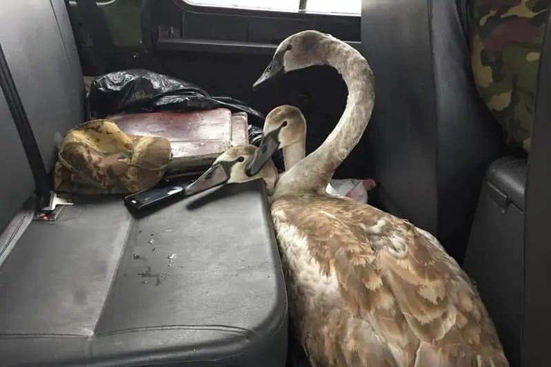 10 лебедей спасли в Северо-Казахстанской области