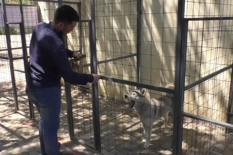 Вольеры для бездомных животных появились на ветеринарной станции Балхаша