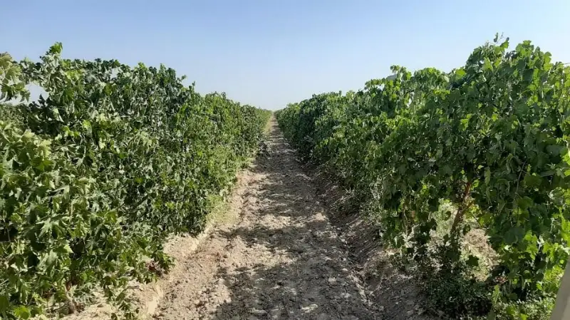 Девять сортов винограда выращивает туркестанский фермер