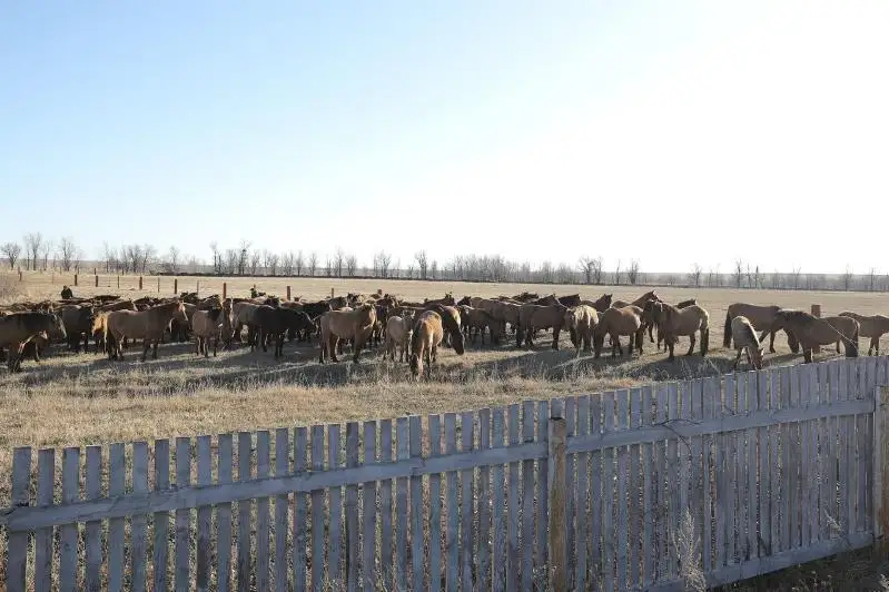 Коневодство нуждается в поддержке в Актюбинской области