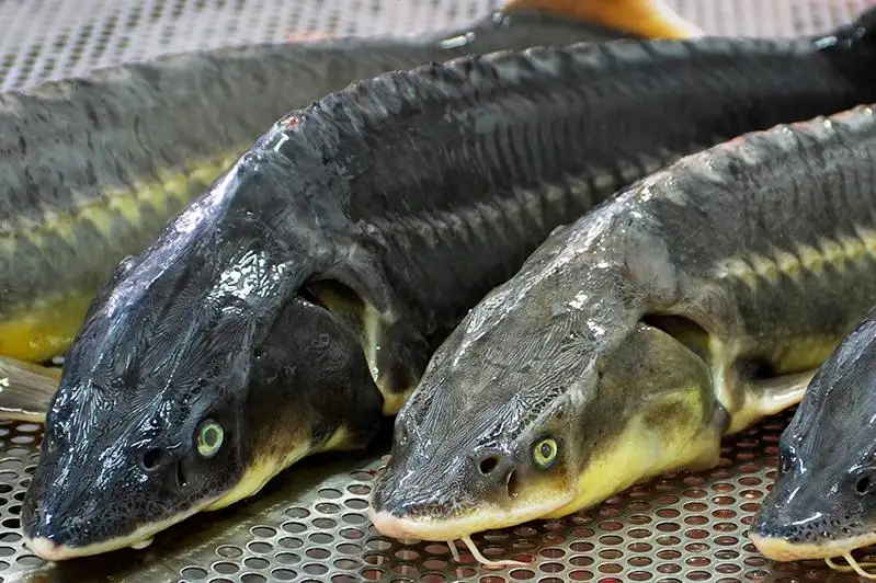 Машину со 120 килограммами осетров задержали в Атырау