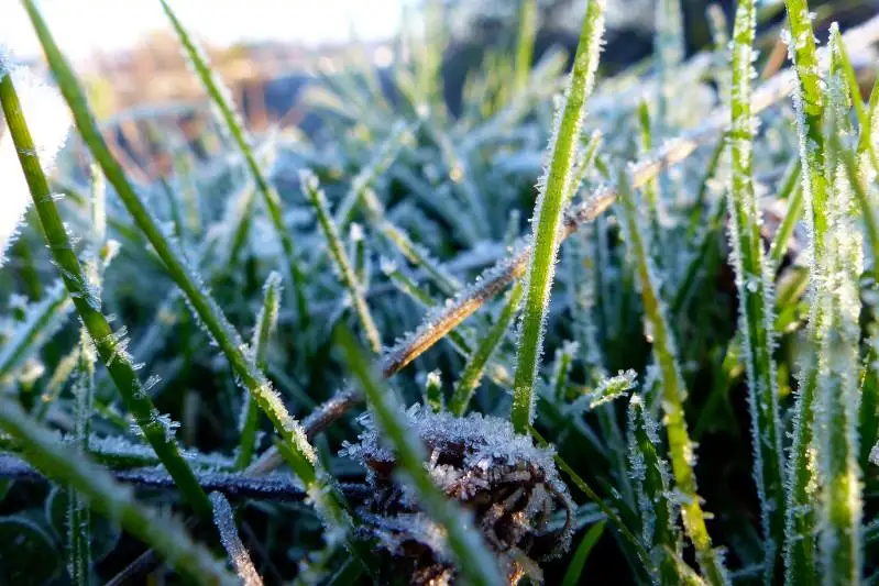 Заморозки ожидаются 12 сентября в Акмолинской области