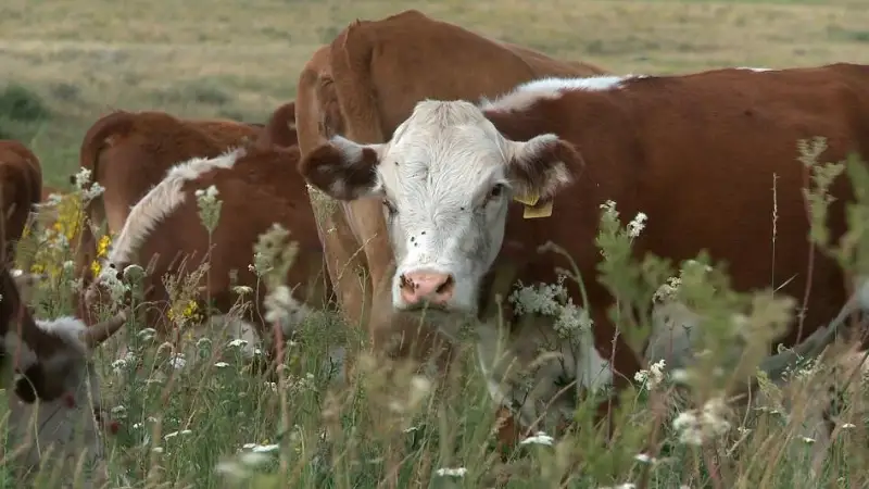 В 13 раз за пять лет вырос закуп молока у населения в ВКО