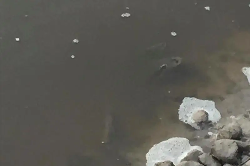 Гибель рыбы в почерневшей реке: озвучены результаты первой экспертизы