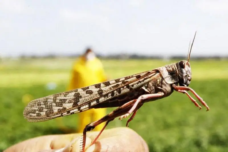 Опасности для посевов от саранчи в Костанайской области нет – управление сельского хозяйства