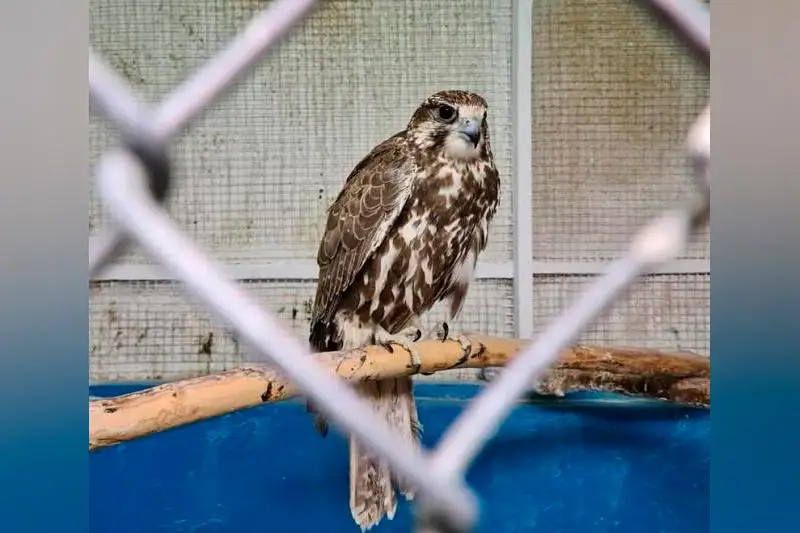 Краснокнижных соколов-балобанов изъяли у браконьеров в ВКО