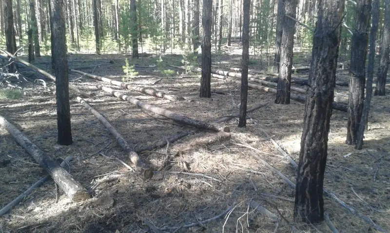 Более 30 сосен незаконно спилил в лесу житель ВКО