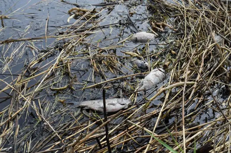 Причину гибели в озере 500 кг рыбы установили в СКО