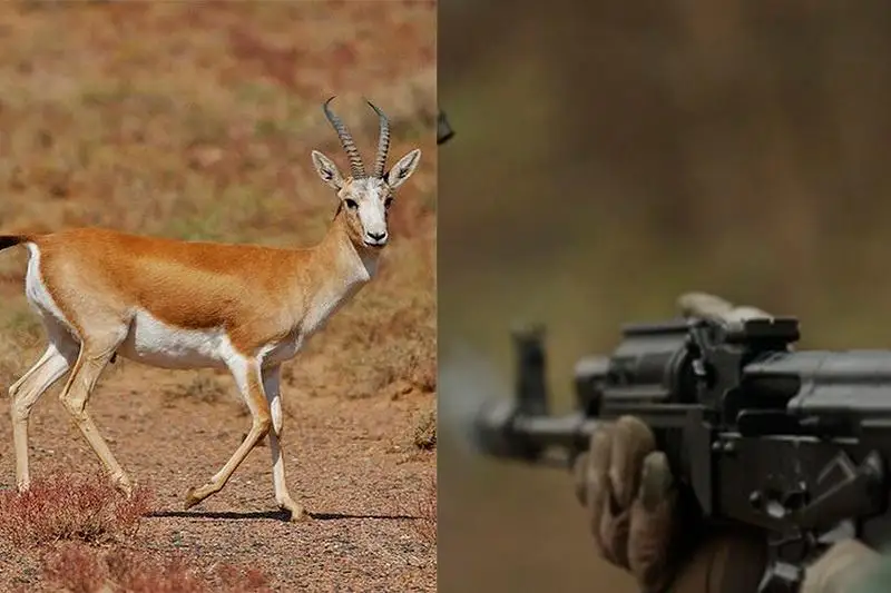 Занесенных в Красную книгу джейранов подстрелили браконьеры в Жамбылской области