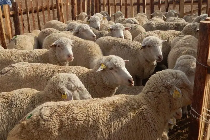 Три года промышляли скотокрадством двое жителей ВКО