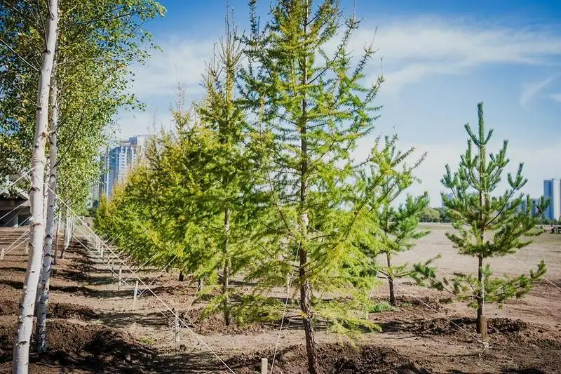 Алматинцев пригласили поучаствовать в высадке елей в Бутаковском ущелье