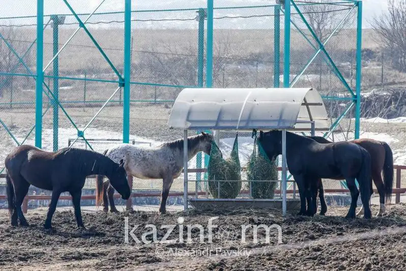 У жительницы Нур-Султана украли и зарезали  породистых лошадей