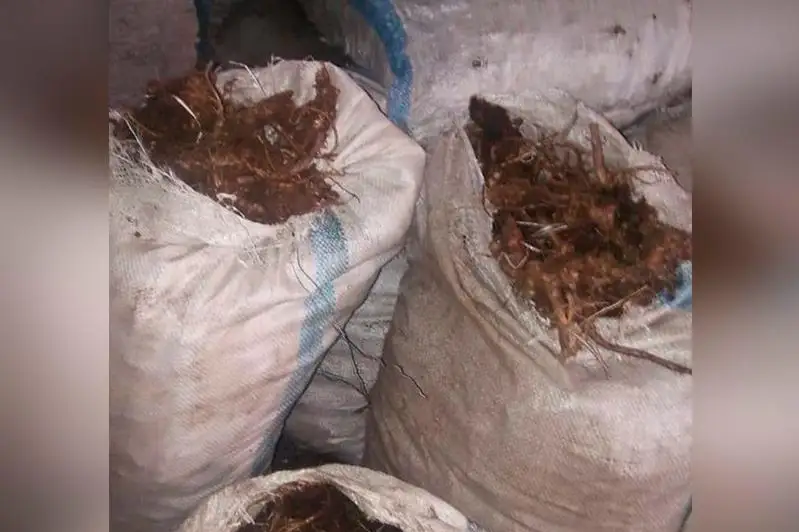 20 мешков золотого корня изъяли у жителей Восточно-Казахстанской области