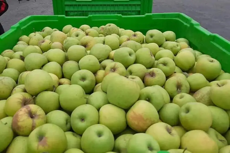 33 тысячи тонн яблок планируют собрать в Тюлькубасском районе Туркестанской области