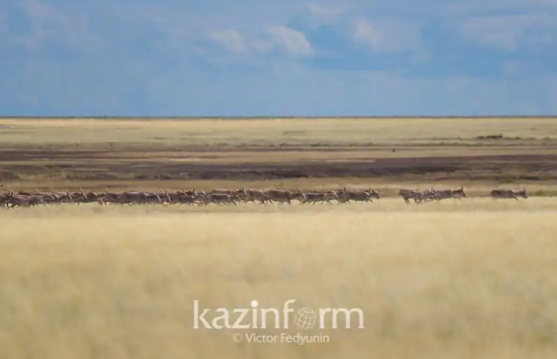 Около 14 тысяч сайгаков обитают в Коргалжынском заповеднике