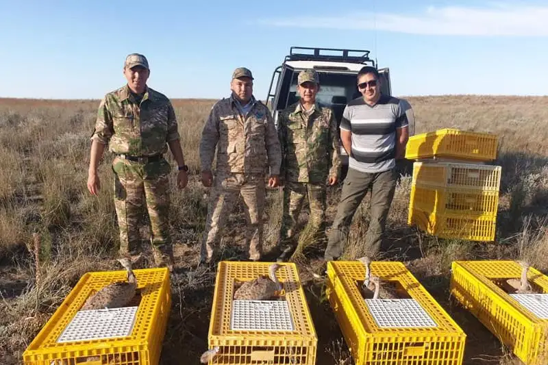 На волю выпустили более четырех тысяч дроф-красоток в Казахстане