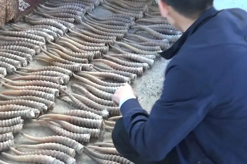 Две преступные группы промышляли охотой на сайгаков в ЗКО