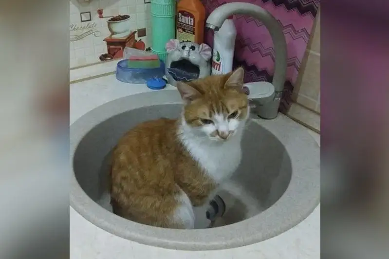 Кот спас бабушку и внука от пожара в Петропавловске