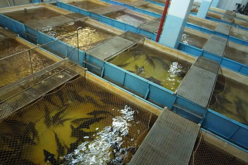 Глава Минэкологии предлагает в разы увеличить хозяйства по искусственному выращиванию рыбы