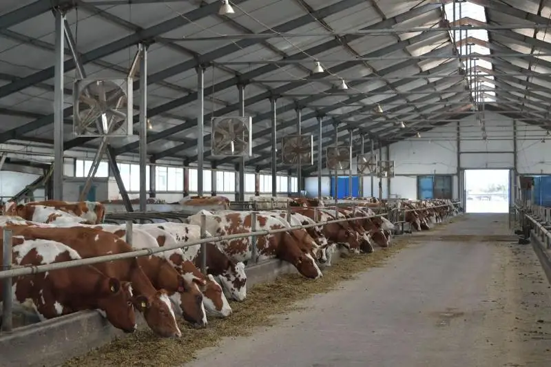 Промышленное производство молока наращивают в Павлодарской области