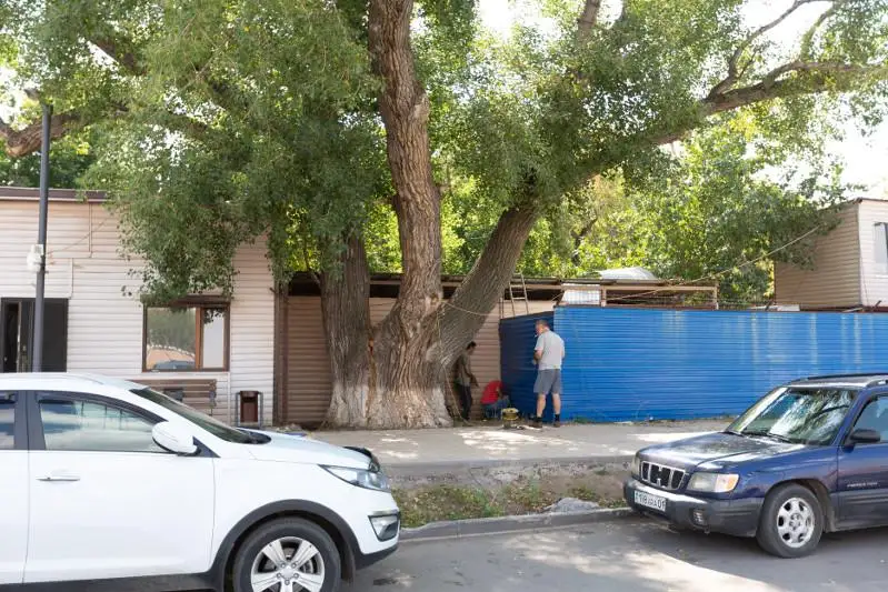 В столице открыли доступ к старейшему тополю