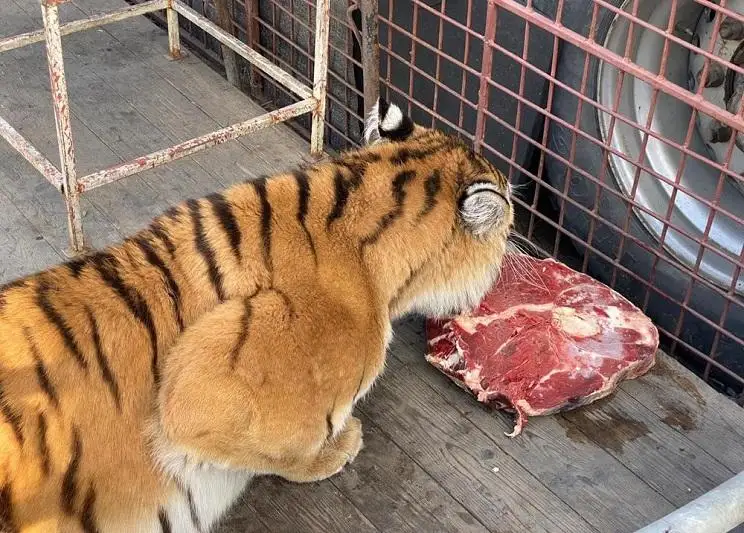 Жители Актау кормят питомцев российского цирка, застрявшего в городе из-за карантина