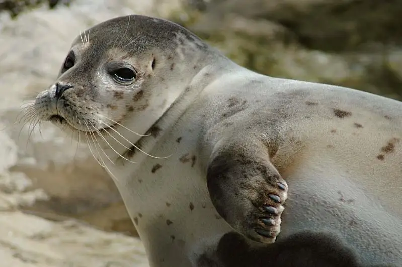 В специальном центре в Актау будут изучать и лечить больных тюленей