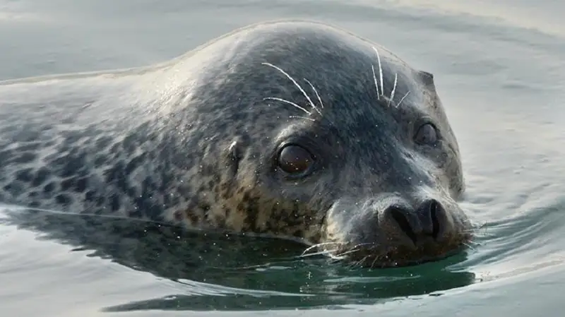 Тюлени покусали детей в Мангистауской области