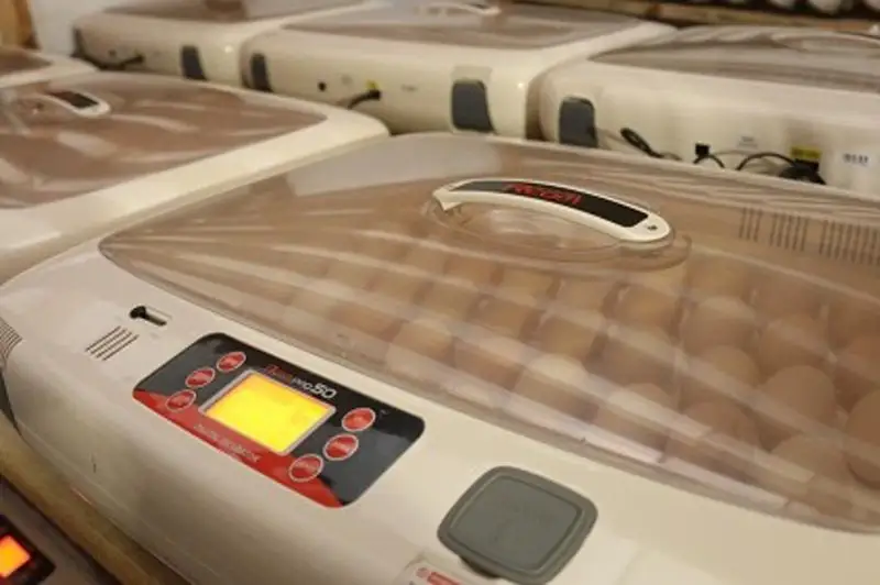 Новая птицефабрика заработала в Карагандинской области