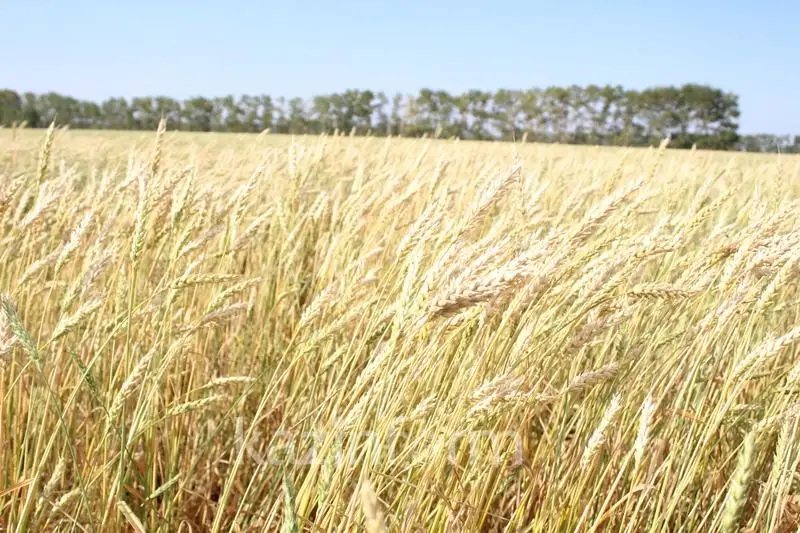 Какой урожай ожидают получить в Северном Казахстане