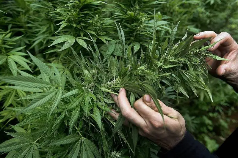 60-летний мужчина выращивал коноплю в Алматинской области