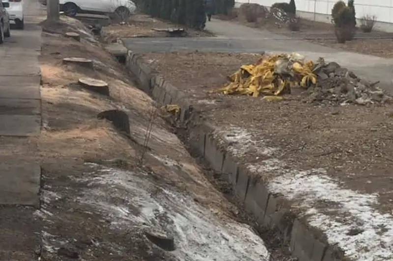 Массовая вырубка деревьев в Алматы: начато досудебное расследование