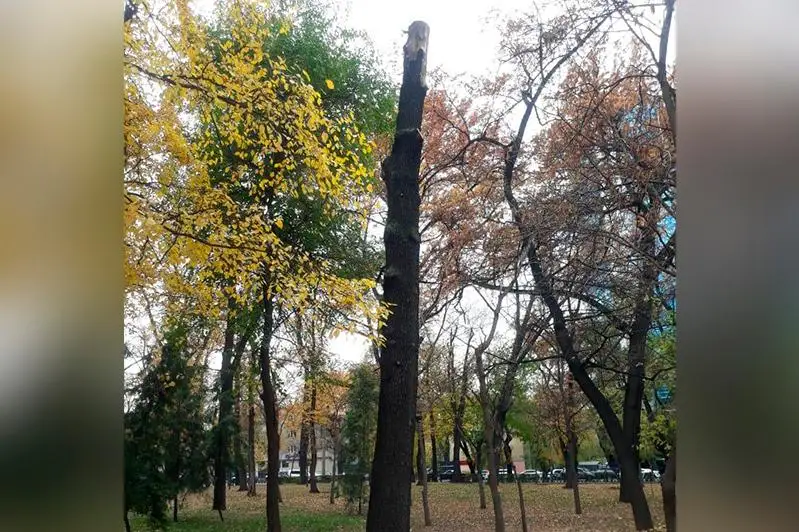 Вырубку деревьев в парке имени 28 гвардейцев-панфиловцев объяснили в акимате Алматы